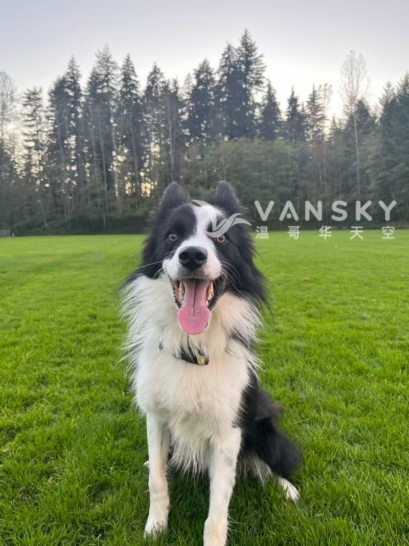 260313224453_Ollie B.jpg